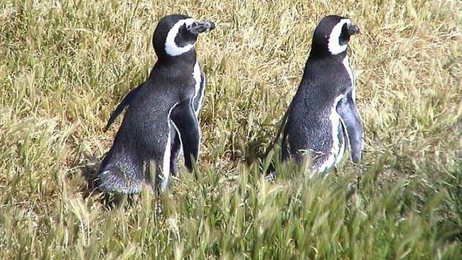Magellan-Pinguine in heißen Gefilden